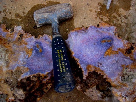 FIGURE 9, Lavender Fossil Coral